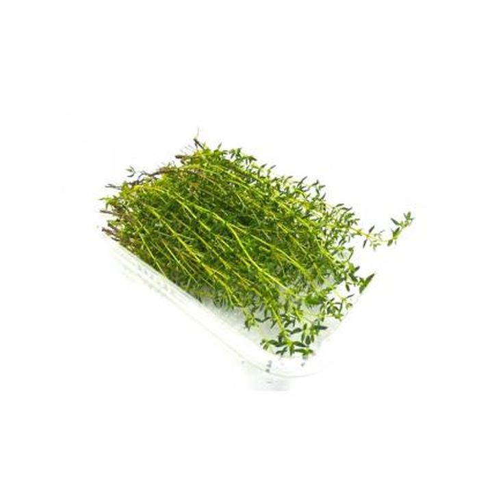 TIMO VASCHETTA GR.30